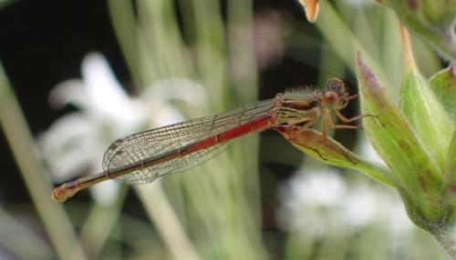 Ceriagrion tenellum